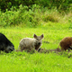 Illustration for article titled Its time to wake up to the clear and present danger of 30-50 feral hogs
